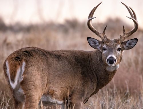 What’s the Best Deer Hunting Rifle? Check Out Our Top Picks!